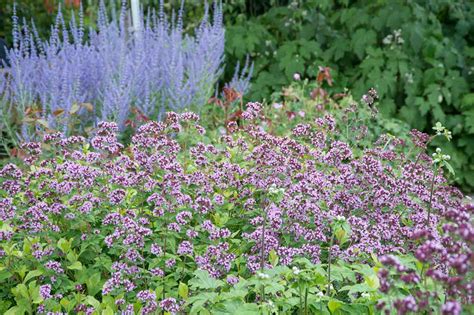 Bewateringsbehoeften van sierplanten in de tuin