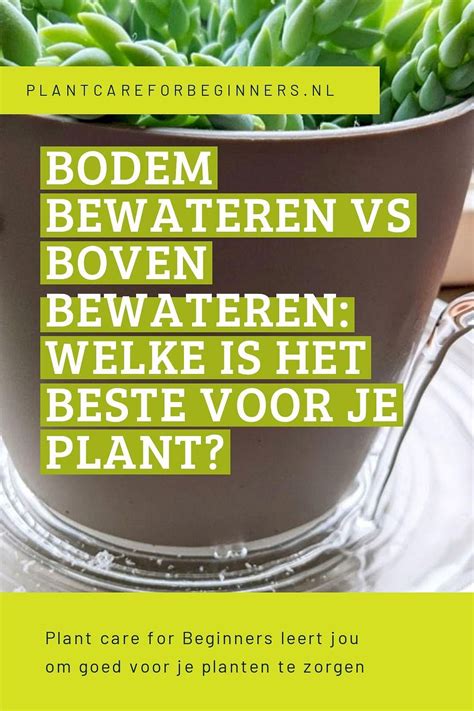 De ultieme gids voor bewatering van kamerplanten