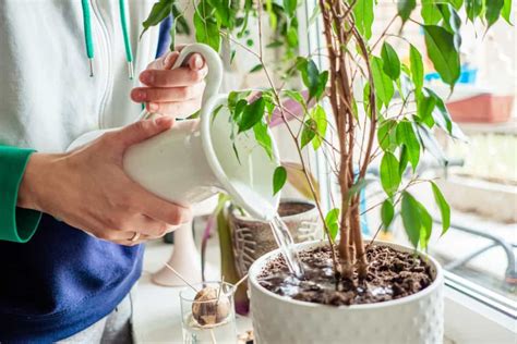 Hoe bewater je planten op de juiste manier?