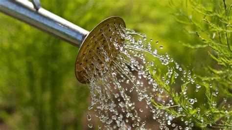 Hoe bewater je planten zonder verspilling van water?