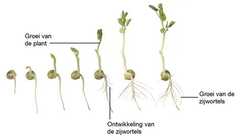 Tips voor efficiënte bewatering van planten