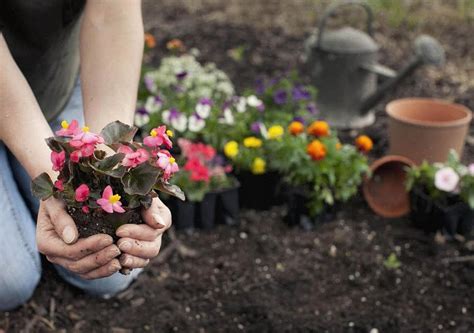 Wat is de beste tijd van de dag om je planten water te geven?