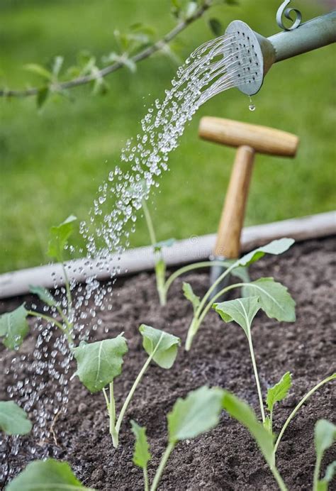 Water geven aan zaailingen en jonge planten