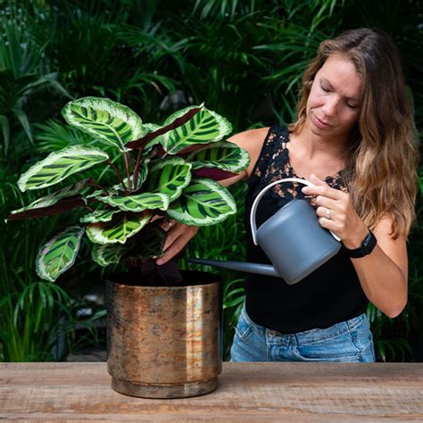 Welke planten hebben speciale bewateringsbehoeften?