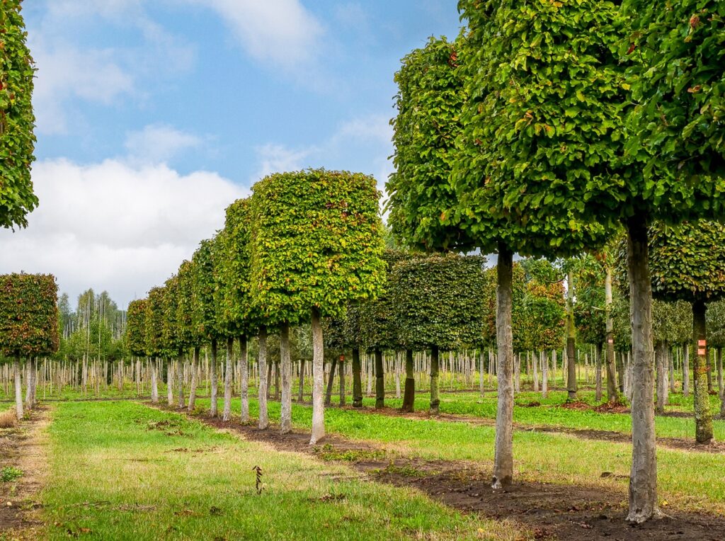 Parrotia persica